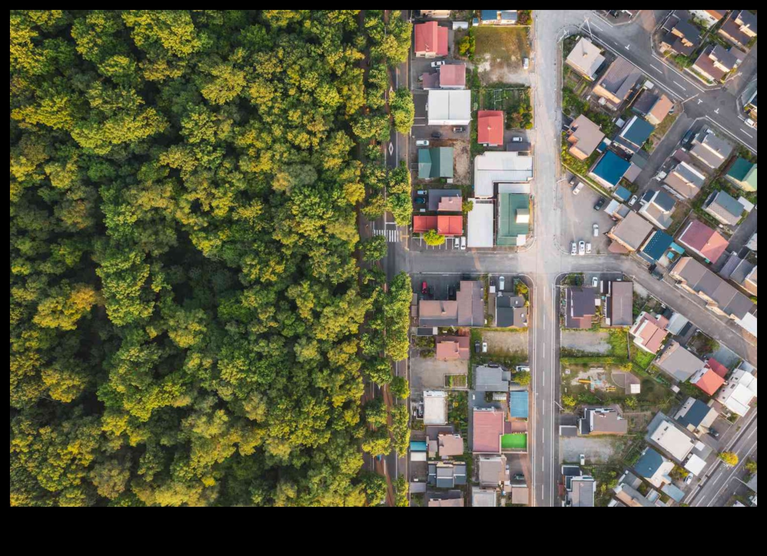 Biodiversitatea urbană: Flora și Fauna în peisaje urbane